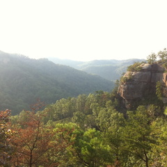 Auxier Ridge, a year after the fire